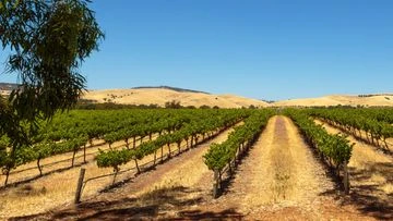 Australia taking China to trade watchdog over wine tariffs