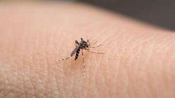 Mosquito warning for one state after disease detected