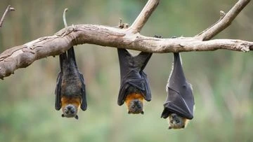 What we know about the rare bat virus that has claimed a fourth life