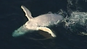 Stunning drone vision captures Migaloo lookalike off K'gari