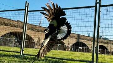 Research reveals surprise about magpie 'bullies'