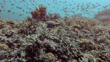 The concerning new data about the Great Barrier Reef