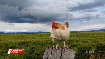 The storm-chasing Aussie chicken building up a huge flock of online fans