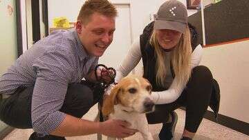 Beloved beagle's return to Adelaide couple after six-day ordeal