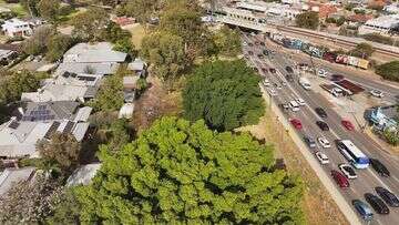 Activist chains himself to century-old tree as protesters stop bulldozers