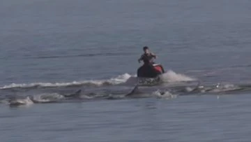 Jet-skiers could face $100,000 fine over 'perilous' dolphin act