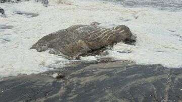 Old whale carcass washes up on NSW beach in massive swells caused by TC Alfred