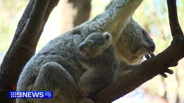 Gold Coast wildlife sanctuary needs help naming six newborn koalas