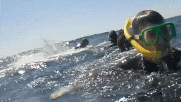 Snorkeller launched into air by whale off Gold Coast