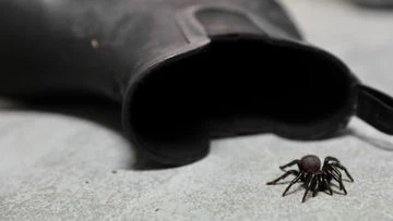 Humid weather causes 'surge' of funnel-web spiders across Sydney