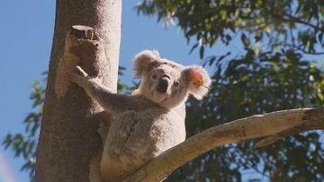 Koala hit by car and trapped for 30km drive