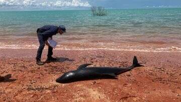 Increased croc and shark risk after 10 whales wash ashore in WA