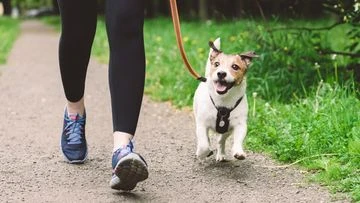 Walking the dog causes $50 million of injuries a year, scientists say