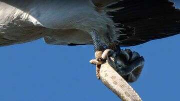 Snake bites eagle after it's snatched off Queensland beach