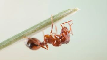 'National emergency': Another fire ant nest found in NSW