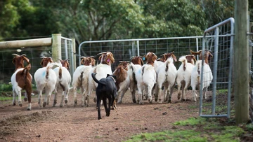 Aussie goat meat exports skyrocket in record-breaking year