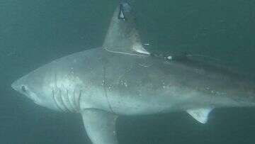 Two-metre shark attacked and eaten by another shark in 'world-first'