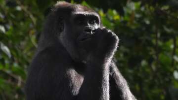 Melbourne Zoo investigating the unexpected death of gorilla Kimya