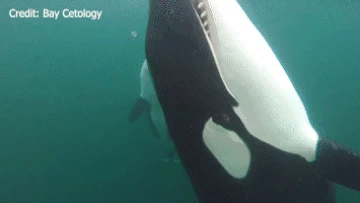 Orcas caught on camera offering humans 'gifts'