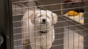 Aussies' generosity saves animal rescue shelter from closure