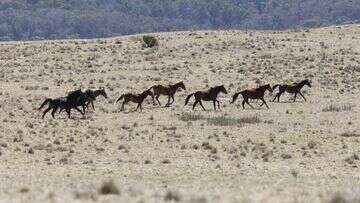 Mass brumby culls can continue as legal challenge fails