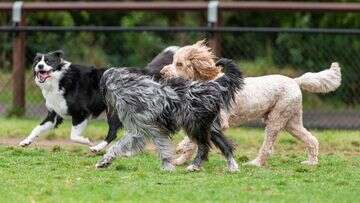 'Very good news': Surprise findings about vegan diets for dogs