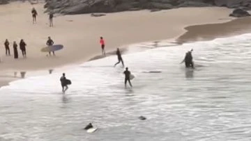 Video shows shark at beach north of Cabarita just days after teen bitten