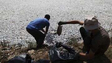 Greek port blanketed in more than 100 tons of dead fish