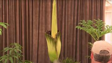 Sydney's corpse flower 'Putricia' beginning to bloom