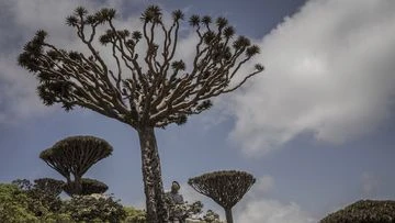 These surreal trees survived for centuries. Scientists worry for their future