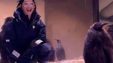 Katy Perry meets Melbourne's newest celebrity, Pesto the Penguin