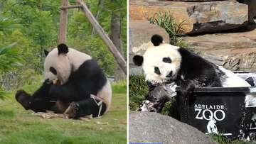 Beloved Adelaide pandas prepare to depart for China