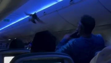 'We have a wildlife situation' Chaos erupts on US flight as two pigeons emerge