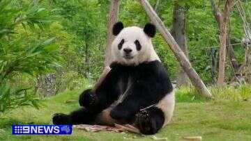 Adelaide to bid farewell to beloved pandas