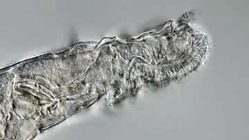Animal survived 24,000 years in Siberian permafrost