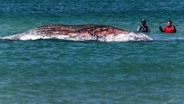 Timmy, the stranded humpback whale, found dead