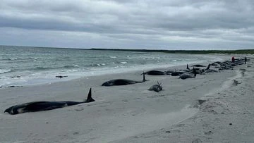 Whole pod of 77 whales die in mass stranding on Scottish beach