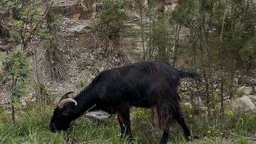 Local icon 'Garry the Goat' put down by vet after car crash