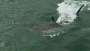 Great white shark gives fishermen a fright off Adelaide jetty