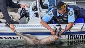 Police officer leads rescue of kangaroo after it hopped off jetty into river