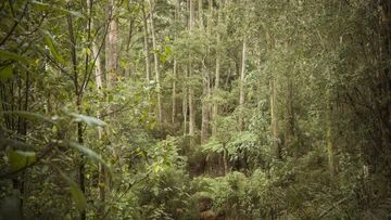 Victoria police camp out in high country after a grim discovery