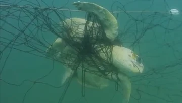 Almost 90 per cent of animals caught in NSW shark nets were non-target species