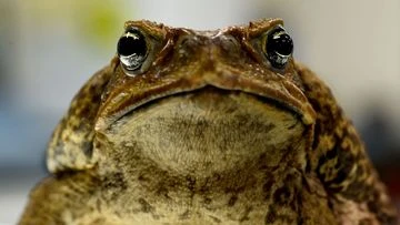 Cane toads 'on track' to reach WA's Pilbara region within 10 to 20 years