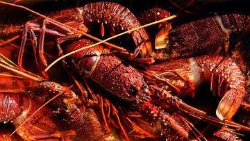 Treasurer gives strong hint Chinese lobster ban may be lifted