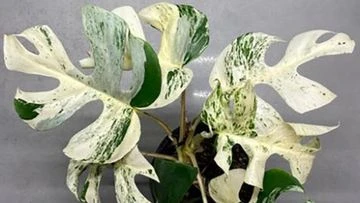 New Zealand houseplant sells for $25k in online bidding war