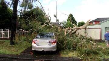 Retiree calls on council to pay after tree wrecks car - twice