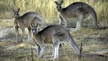 Man fined $80,000 after 71 kangaroos found dead on his property