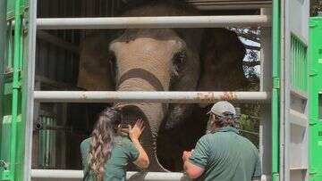 Perth preparing to farewell beloved elephants