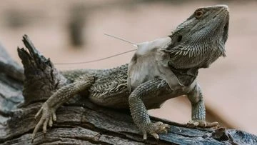 Researchers put tiny backpacks on lizards and made a bleak discovery