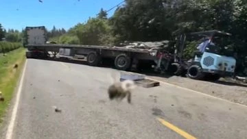 Millions of bees abuzz after truck overturns